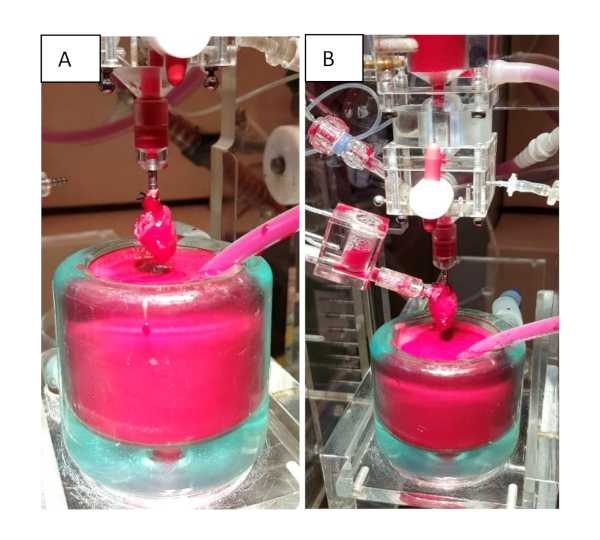 Perfusion bioreactor with heart model; dual view diagram; tissue engineering setup.