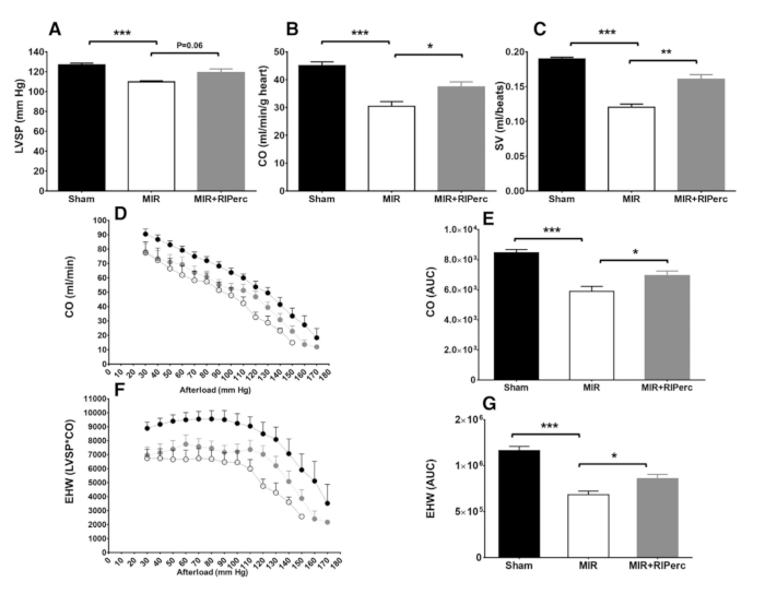 Cardiac function analysis; bar and line charts showing LVSP, CO, SV; afterload impact on EHW.