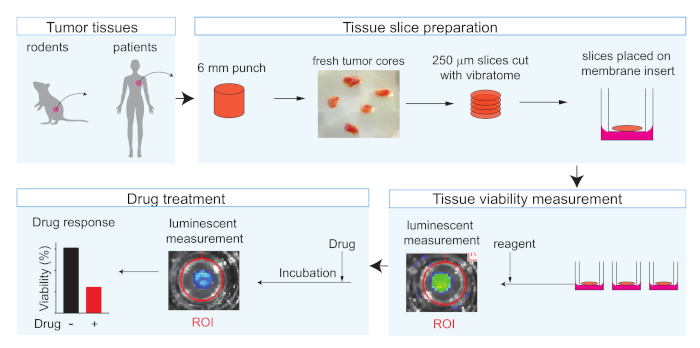 Tumor tissue process; diagram of 6mm punch, vibratome slicing, drug treatment, viability test.