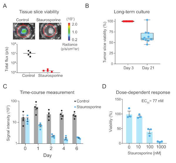 Tissue slice viability analysis; graphs show long-term culture results and dose response to Staurosporine.