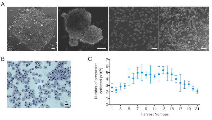 figure-results-2 Cell differentiation process: microscope images, cell cultures; growth chart shows precursor numbers.