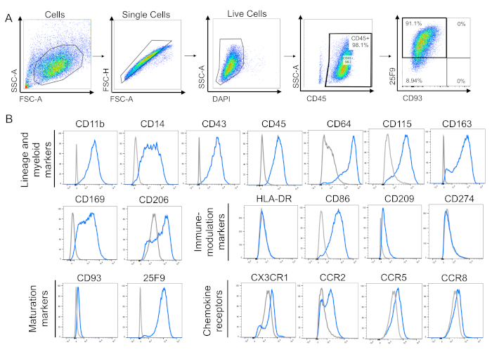 figure-results-3 Flow cytometry diagram with cell sorting process and lineage marker histograms for immune analysis.