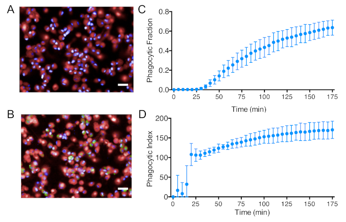 figure-results-4 Phagocytosis process with microscopy images, phagocytic fraction, and index charts over time.
