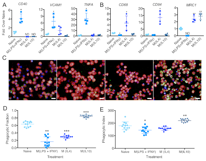 figure-results-5 Gene expression analysis in macrophages; bar charts, confocal microscopy, phagocytic activity graphs.