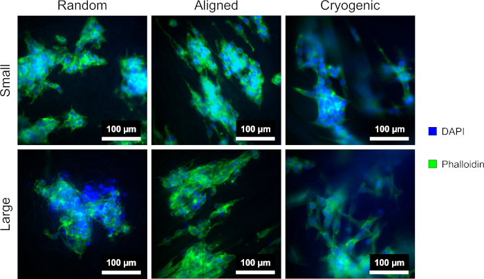 Microscopy fluorescence images showing DAPI and phalloidin staining; cell alignment comparison.