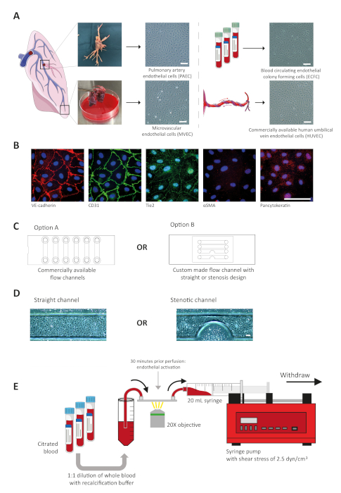 Endothelial cells exploration: Diagram showing setup for blood flow analysis in endothelial studies.