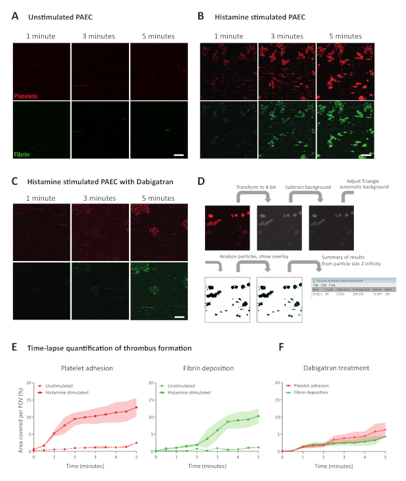 Time-lapse microscopy of platelet adhesion, fibrin deposition; histamine stimulation and Dabigatran.