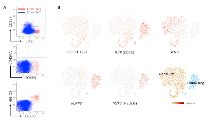 figure-results-4 Flow cytometry and gene expression analysis diagram comparing CD markers; clonal Treg vs. Teff.