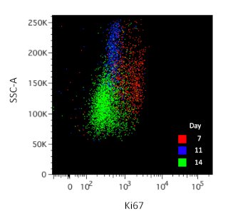 figure-results-5 Flow cytometry scatter plot; Ki67 vs SSC-A; red, blue, green clusters over time; cell proliferation.