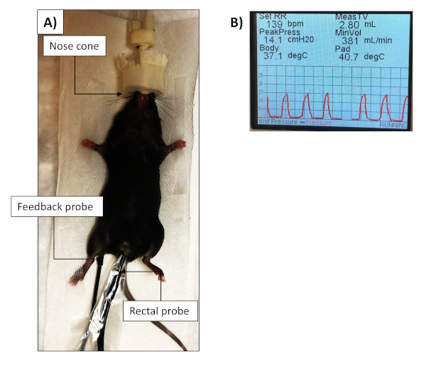 figure-results-2 Mouse temperature monitoring setup with nose cone, probes; data graph shows respiratory parameters.