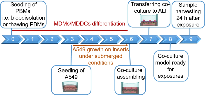 Cell differentiation diagram, co-culture process, showcasing PBM seeding to sample harvesting steps.