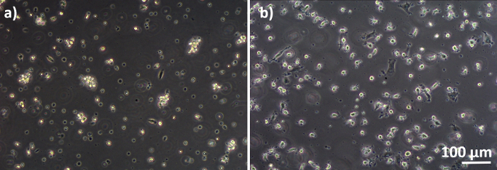 Cell culture images at 100 µm scale; microscopy comparison of cellular morphology changes.