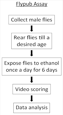 figure-results-1 Flowchart of Flypub assay: male fly collection, ethanol exposure, video scoring, data analysis.