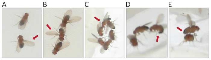 figure-results-5 Fruit fly behavior analysis; Drosophila interaction experiment with red arrows indicating key actions.
