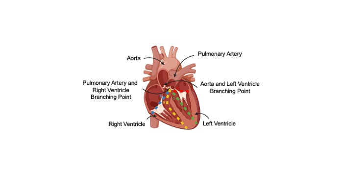 Heart anatomy diagram; labeled aorta, ventricles, arteries; blood flow pathway study.