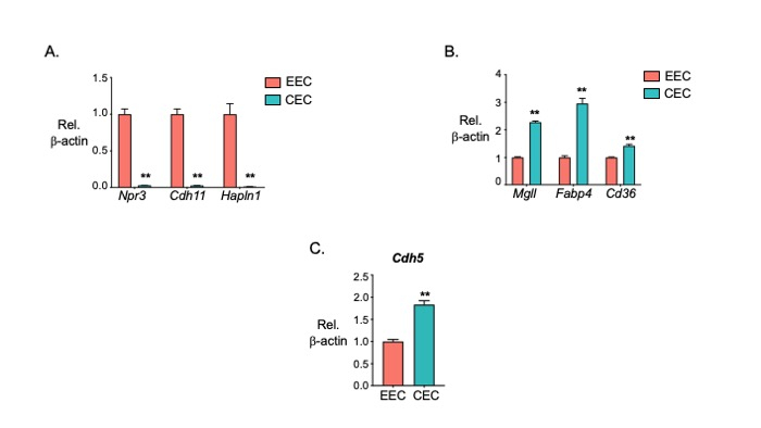 Gene expression comparison chart showing EEC vs. CEC for Npr3, Cdh11, Hapln1, Mgll, Fabp4, Cd36.