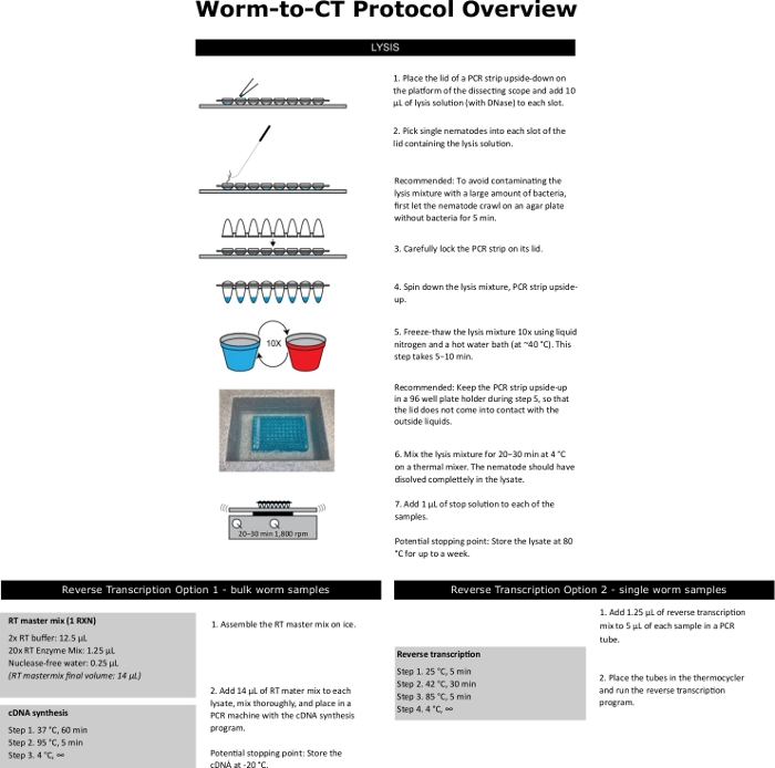 Worm-to-CT protocol diagram; PCR setup for nematode lysis, RT, cDNA synthesis; experiment steps.