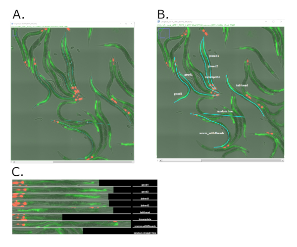 figure-results-4 Microscope images of C. elegans locomotion, with labeled regions, for behavioral analysis study.
