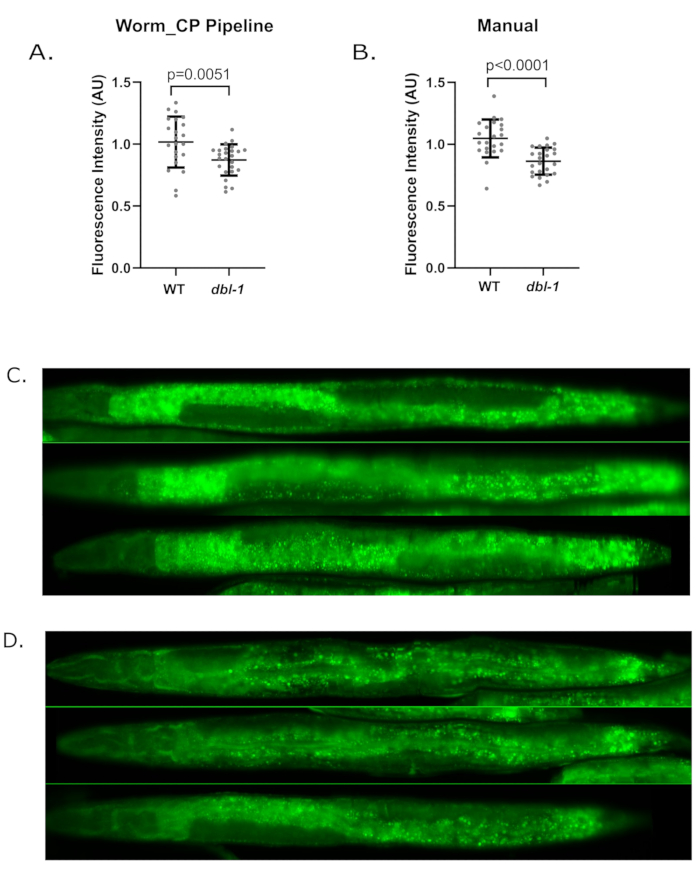 figure-results-6 Fluorescence intensity analysis, box plots comparing WT vs dbl-1, microscopy images of nematodes.