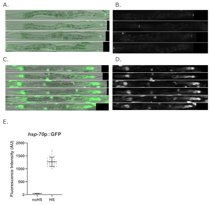 figure-results-7 Fluorescence microscopy, C. elegans GFP expression, heat shock protein analysis, fluorescence intensity graph.