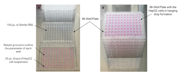 96-well plate setup for HepG2 cells in hanging drop formation, microscopy experiment, cell culture.