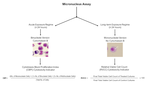 Micronucleus assay diagram; acute, long-term exposure; cytotoxicity indices; CBPI, RVCC formulas.