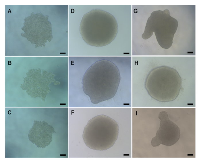 Microscope images of cell aggregates, comparative analysis of colony morphology in research study.