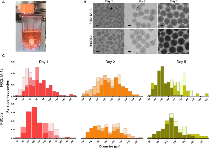 Cell culture process; microscope images; growth analysis; bioreactor setup; cell size distribution graph.