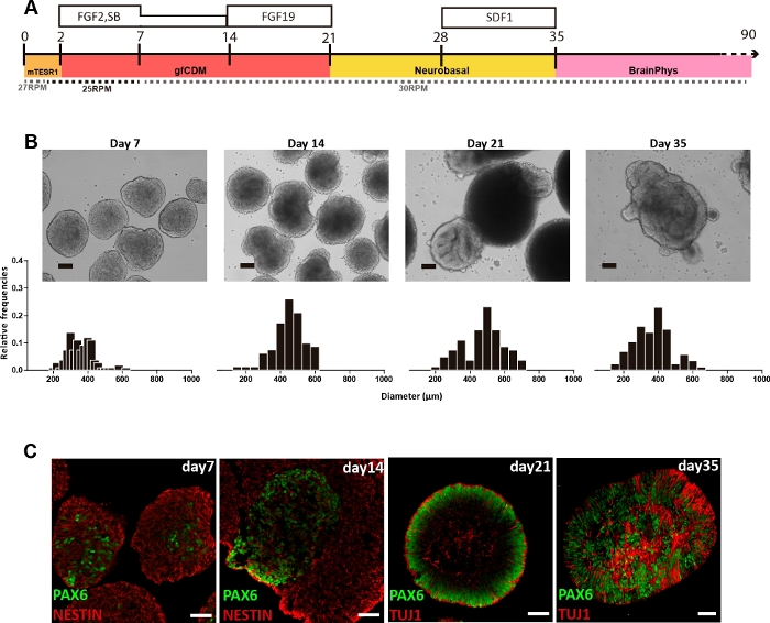 Organoid development timeline with microscopy, growth phase histogram, and marker staining images.