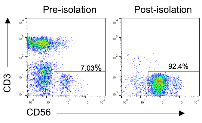 Flow cytometry dot plots showing CD3 vs. CD56 expression, pre- and post-isolation analysis.