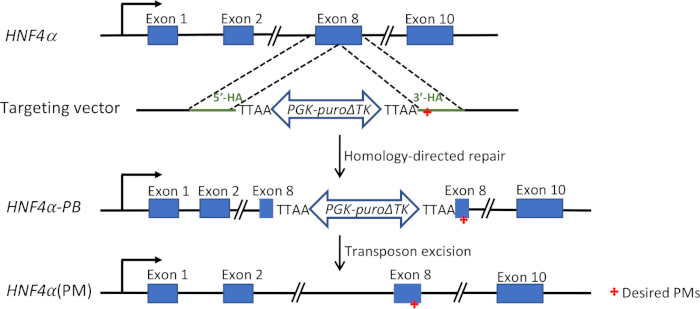 figure-results-1 Gene editing process diagram, HNF4α, showing targeting vector, homology-directed repair, transposon excision.