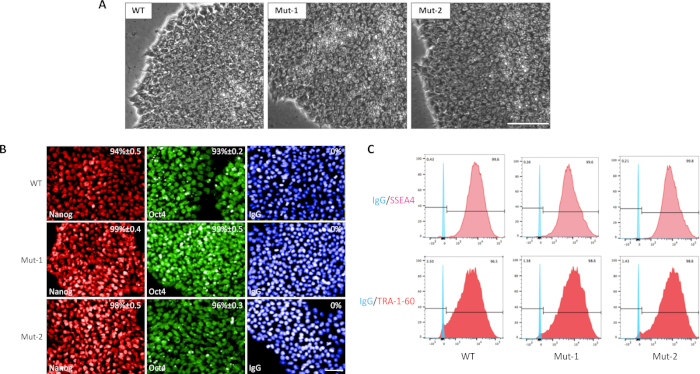 figure-results-4 Stem cell colony morphology, immunofluorescence assay, flow cytometry analysis, pluripotency markers.