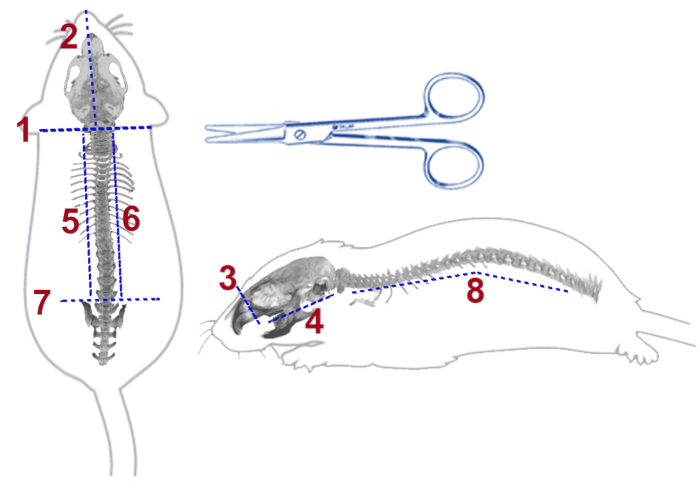 figure-results-1 Mouse anatomy dissection diagram with incision lines and scissors, illustrating vertebrae layout.