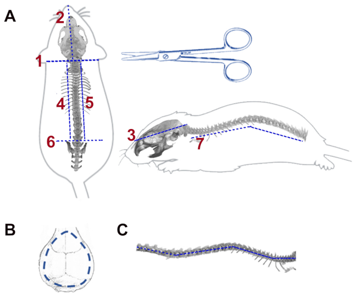 figure-results-2 Mouse dissection diagram showing vertebral column with labeled sections for anatomical study.