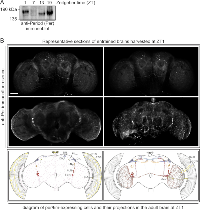figure-results-1 Anti-Period immunoblot showing Per expression at various ZT, brain sections, cell projections diagram.