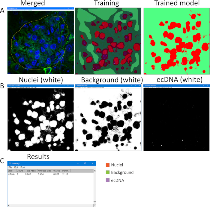Microscopy analysis, nuclei detection in cells; AI model training; ecDNA visualization results.