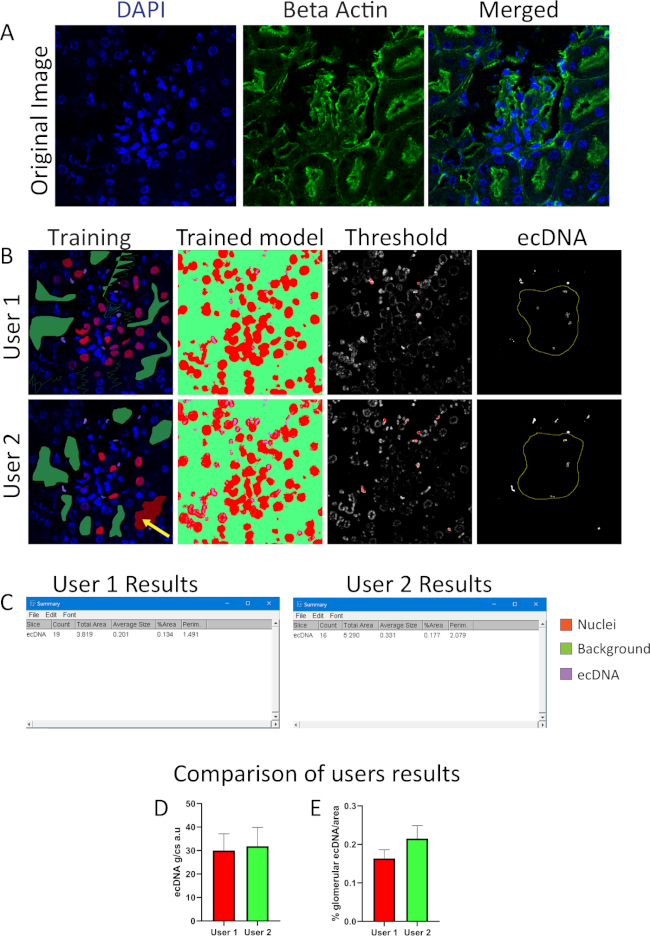 DAPI and Beta Actin analysis; trained model comparison; microscopy experiment; DNA data analysis.