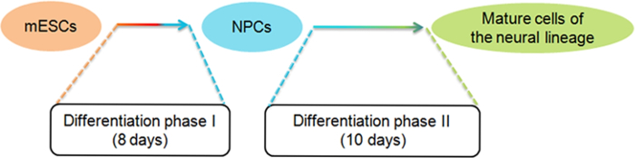 Efficient Differentiation Of Mouse Embryonic Stem Cells Frontiers