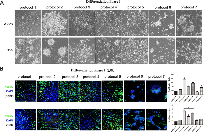 Efficient Differentiation Of Mouse Embryonic Stem Cells Frontiers