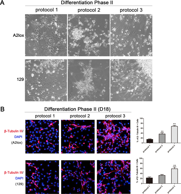 Neuronal Differentiation from Mouse Embryonic Stem Cells In vitro ...