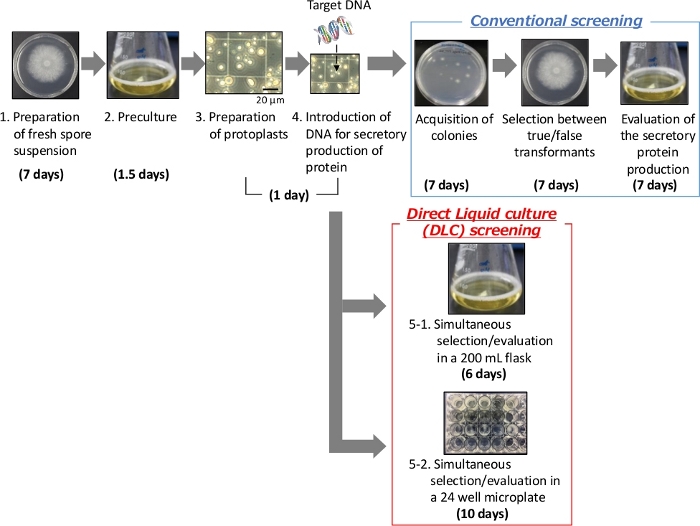 figure-introduction-1 Flowchart of protein production screening: DNA introduction, conventional vs DLC methods.