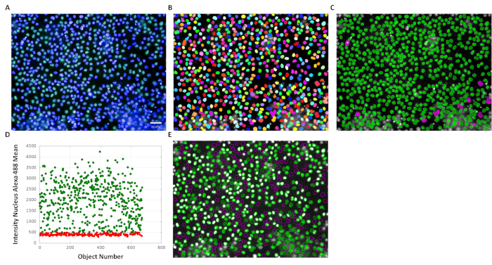 figure-results-1 Cell counting analysis; microscopy images A-C, segmented cells E, intensity plot D; data quantification.