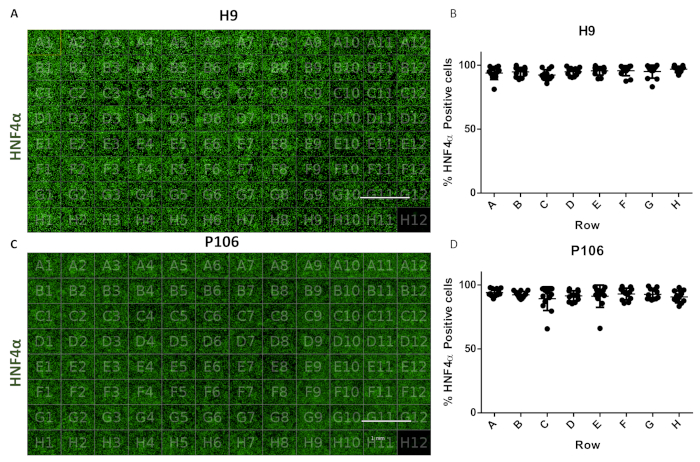 figure-results-6 HNF4α expression analysis; microscopy images (H9, P106), data charts show % positive cells.