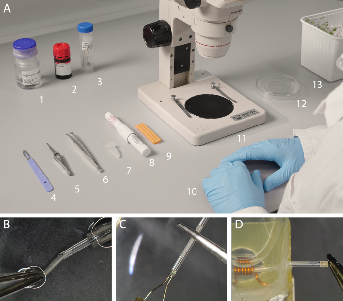 figure-results-4 Microscopy setup and tools for biological specimen preparation, including scalpel, tweezers, and slide.