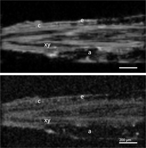figure-results-10 Microscope image of plant stem tissue; labels: cortex (c), epidermis (e), xylem (xy), air space (a).