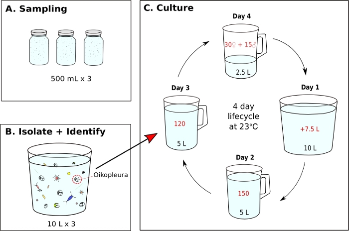 figure-results-7 Campionamento, isolamento e diagramma di coltura con i dati del ciclo di vita di Oikopleura in una configurazione di ricerca acquatica.