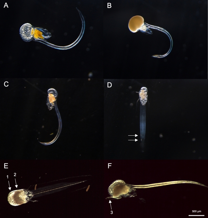 figure-results-8 Sviluppo di larve di pesce, immagini al microscopio, cambiamenti morfologici, strutture corporee marcate.