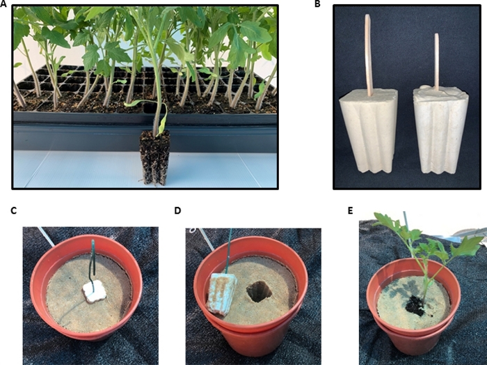 figure-results-3 Tomato plant growth experiment setup with biodegradable pots, soil, and seedling transplantation.