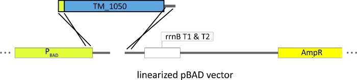 figure-results-1 线性化的 pBAD 载体图谱;基因编辑;启动子、抗性基因、转录终止子。