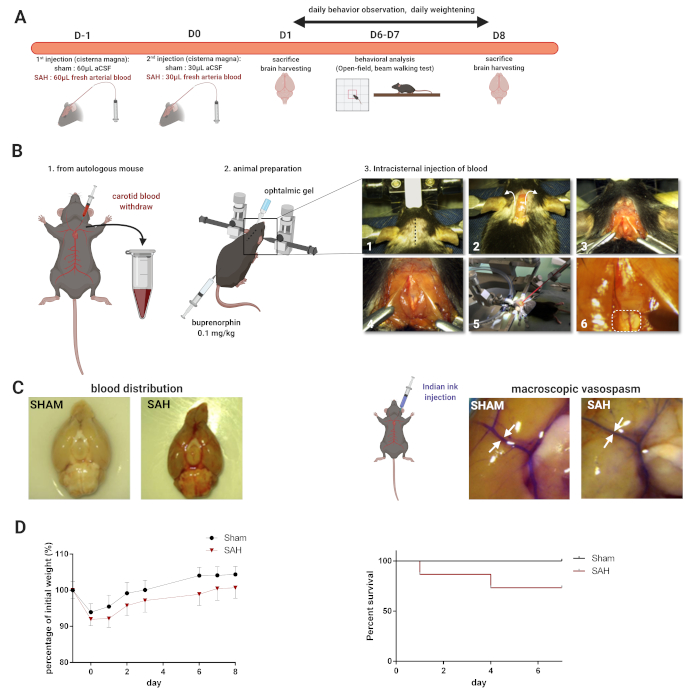 Subarachnoid hemorrhage mouse model; blood distribution; macroscopic vasospasm; survival graph.